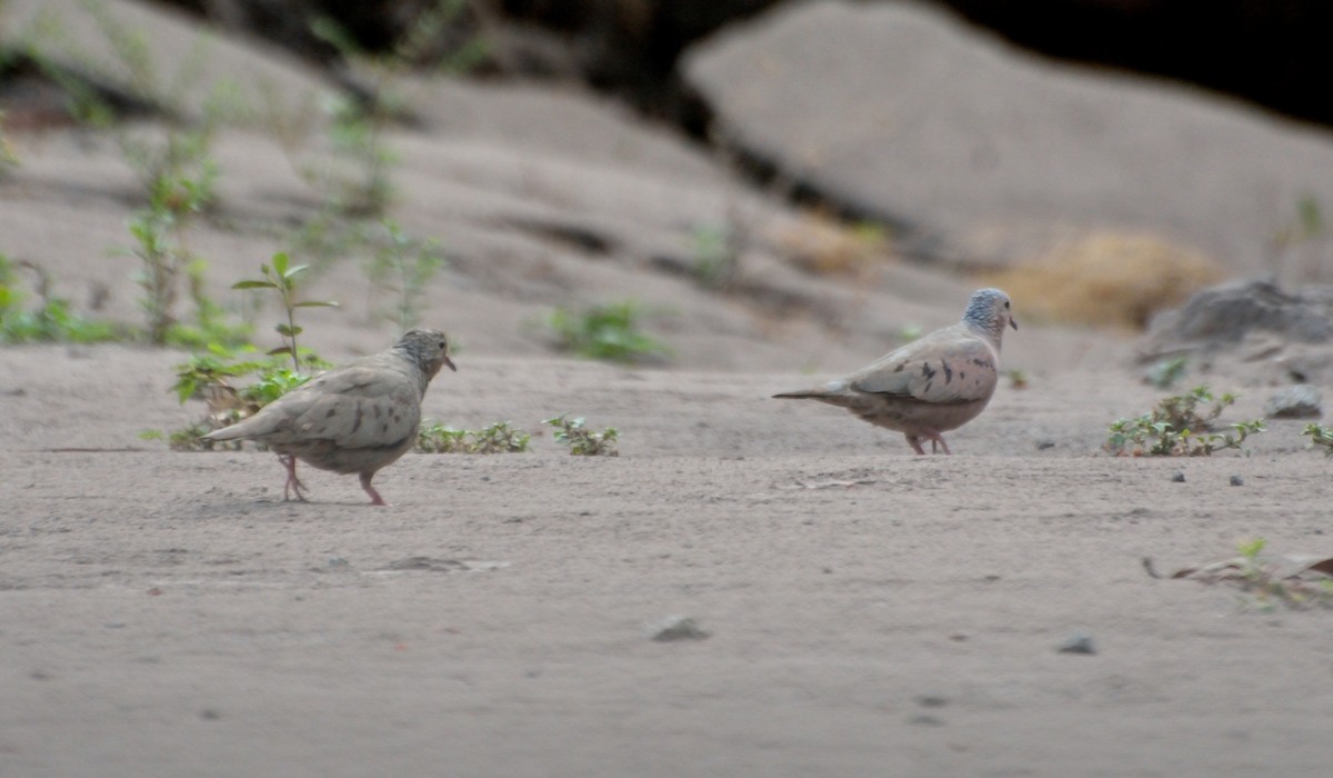 Common Ground Dove - ML97328051