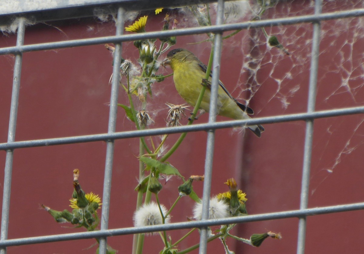 Lesser Goldfinch - ML97328781