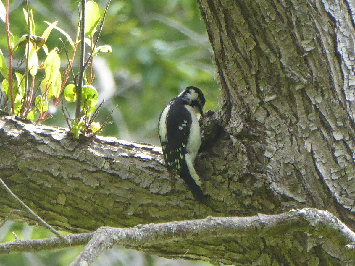 Downy Woodpecker - ML97329021