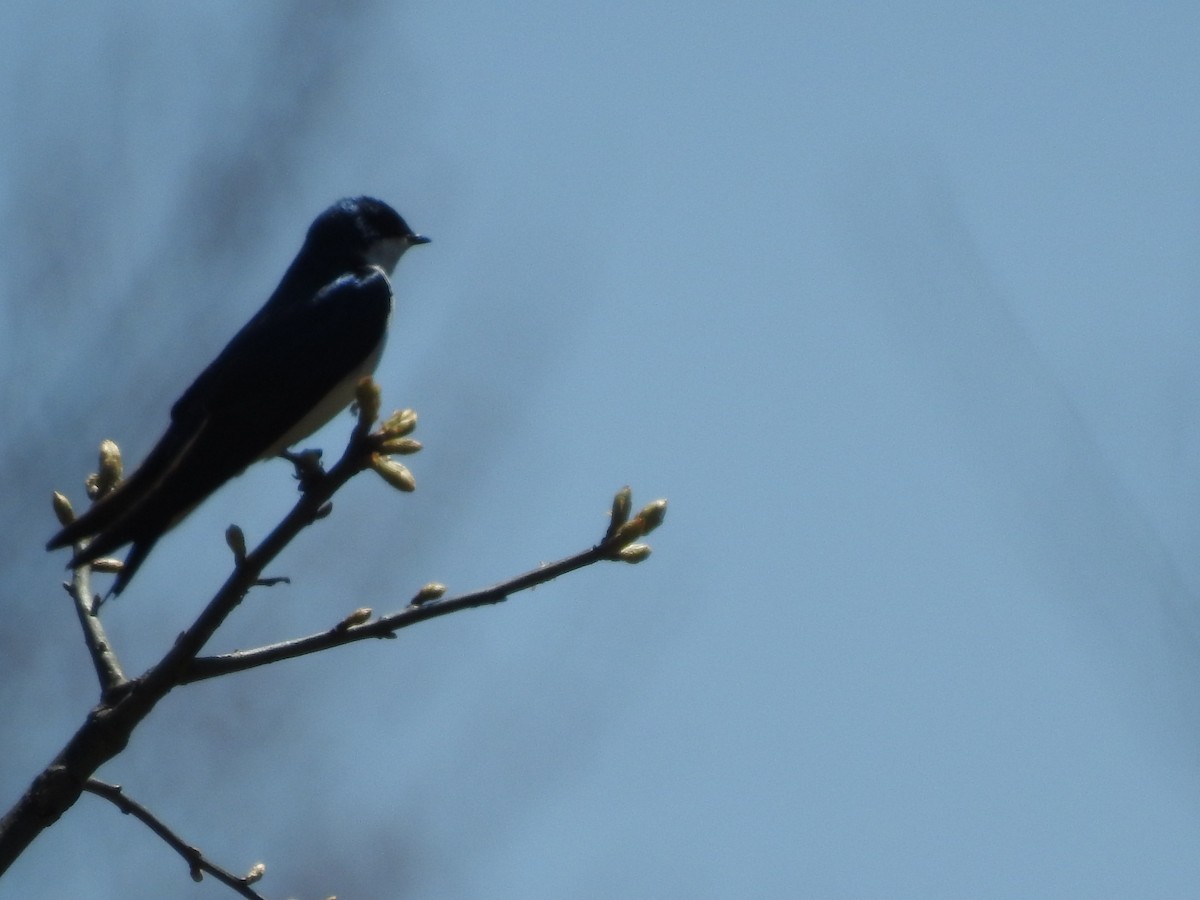Tree Swallow - ML97329741