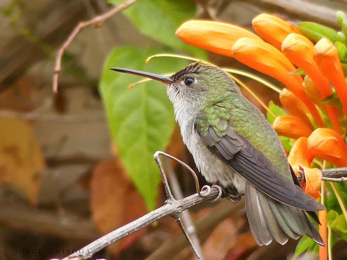 White-bellied Hummingbird - Jorge  Quiroga