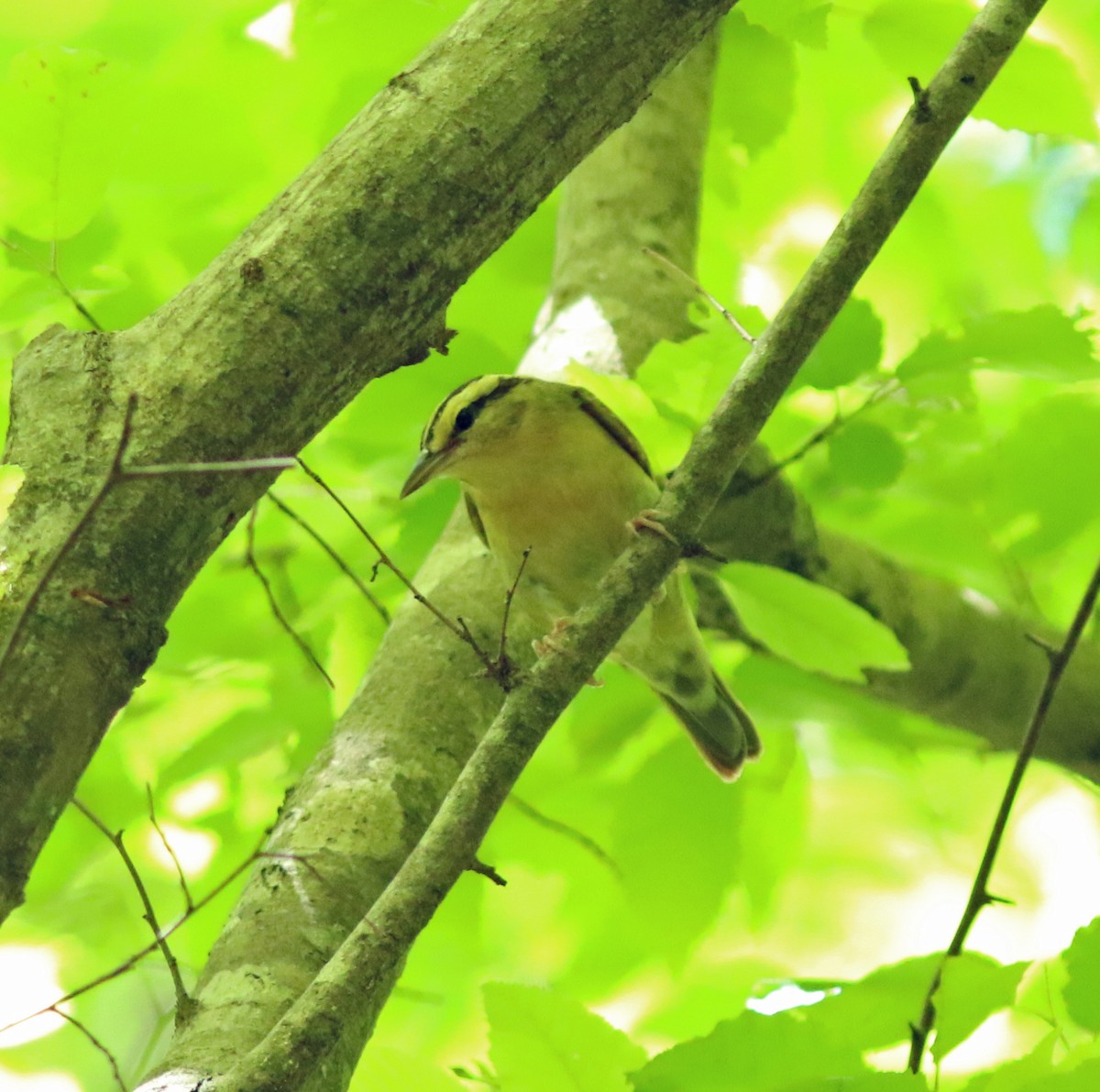 Worm-eating Warbler - ML97333431