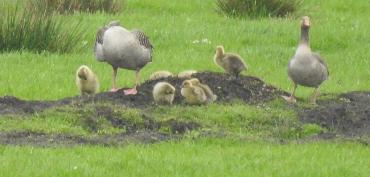 Graylag Goose - ML97334121