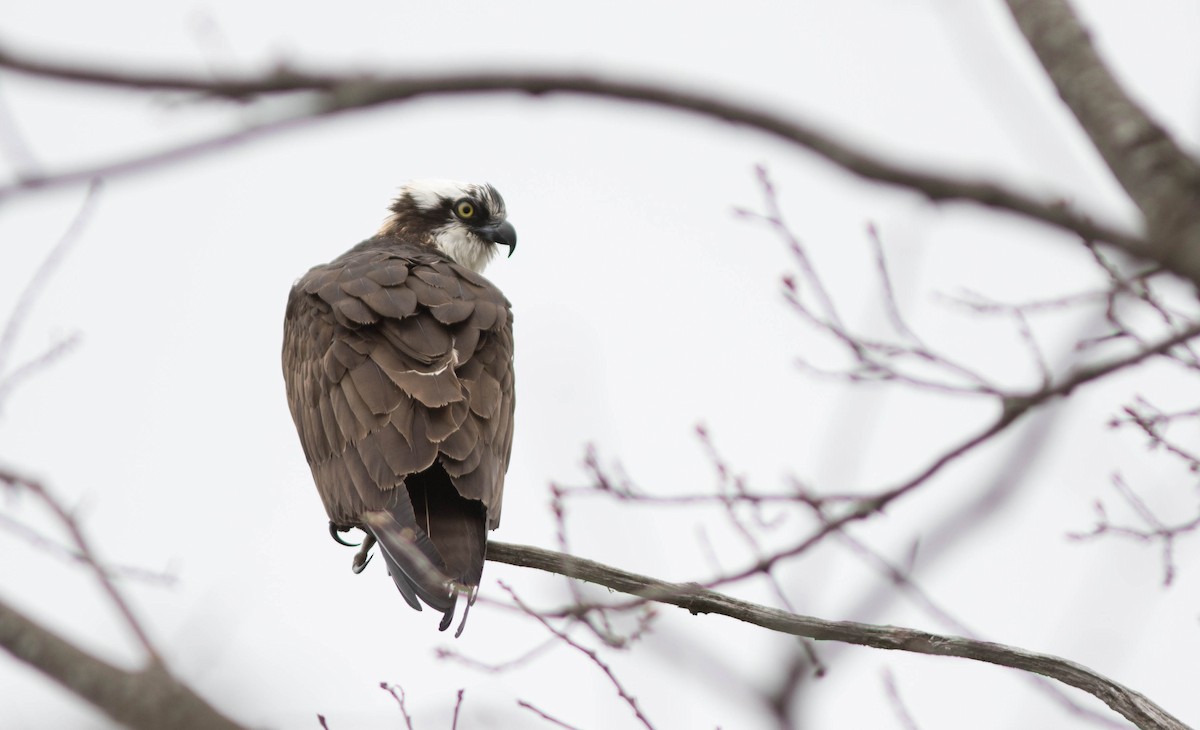 Osprey - Doug Hitchcox