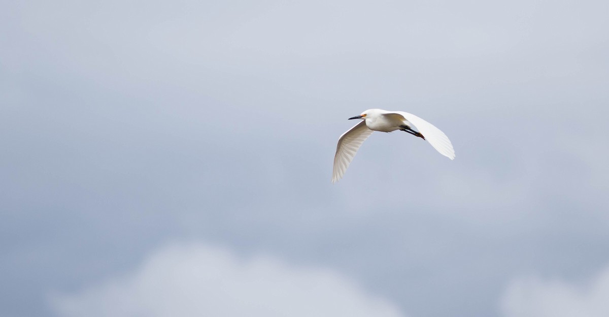 Snowy Egret - ML97334641