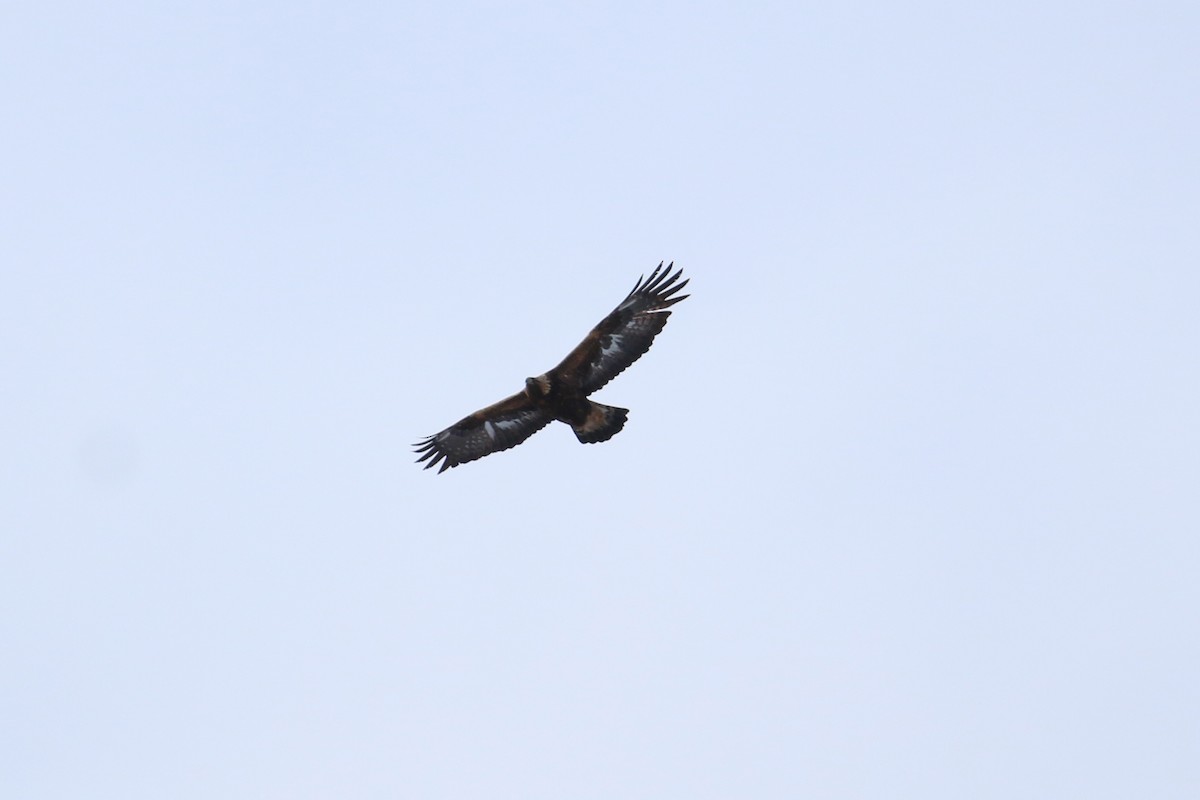 Golden Eagle - ML97335741