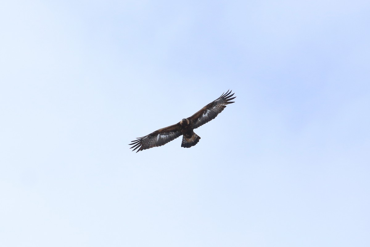 Águila Real - ML97335761