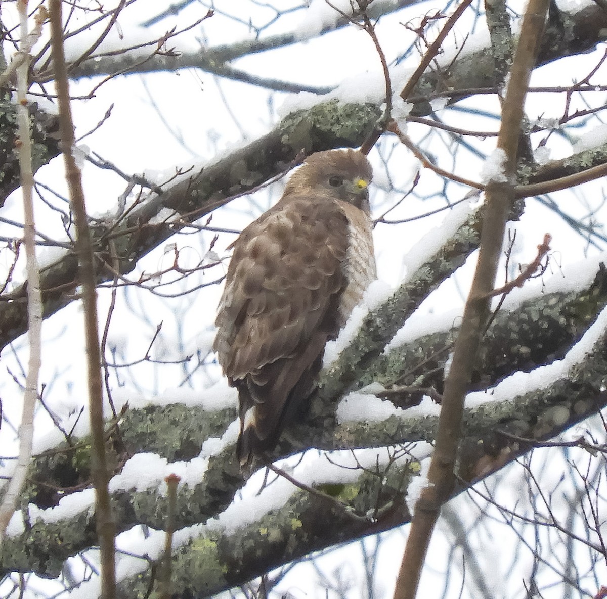 Broad-winged Hawk - Clay Poitras