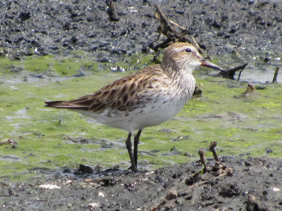 White-rumped Sandpiper - Vincent O'Brien