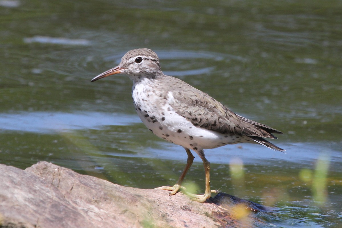 Spotted Sandpiper - ML97336671