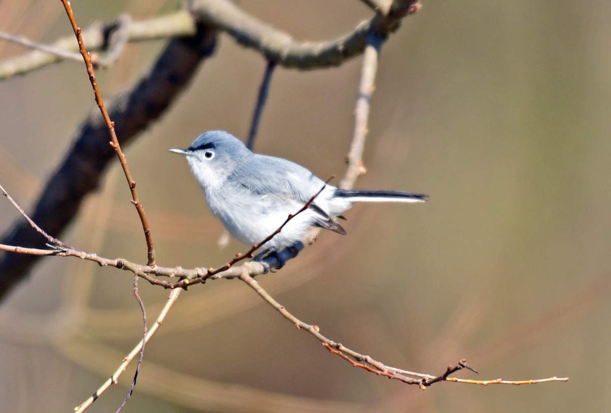 Blue-gray Gnatcatcher - ML97340121