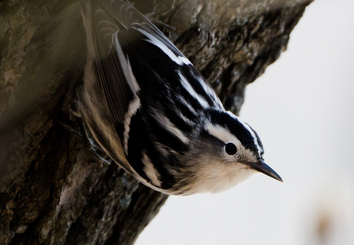 Black-and-white Warbler - ML97340171