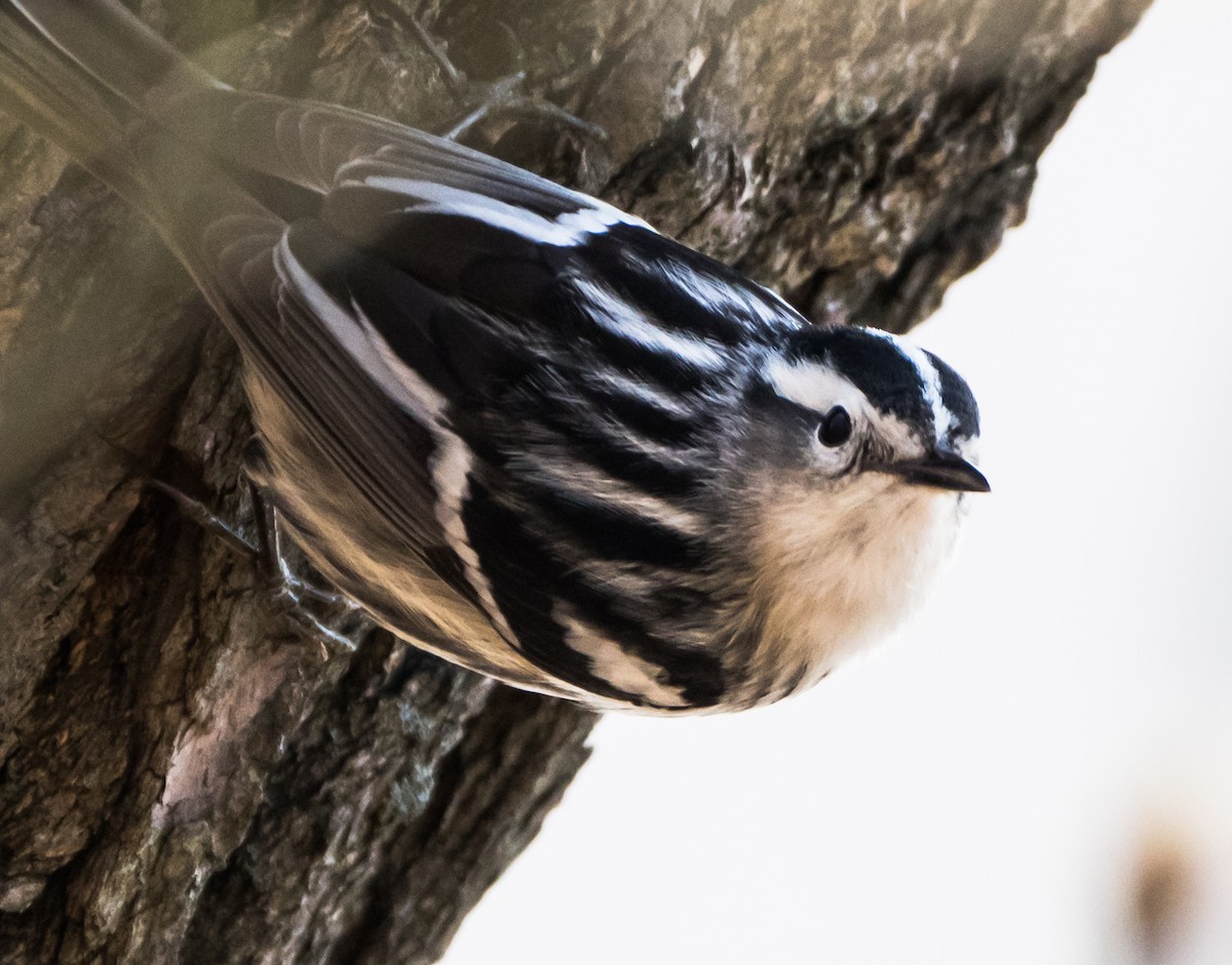 Black-and-white Warbler - ML97340181