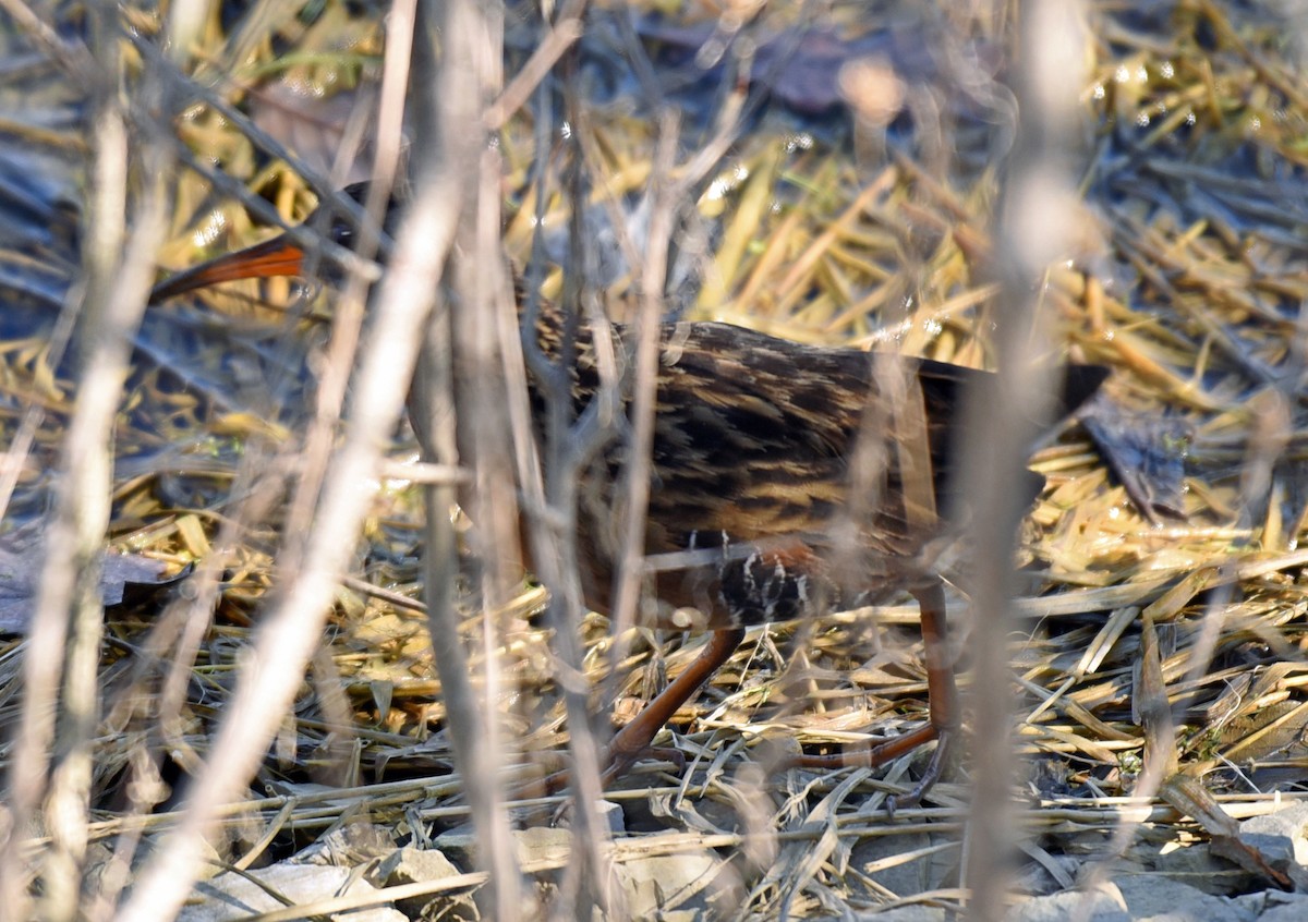 Virginia Rail - ML97340241