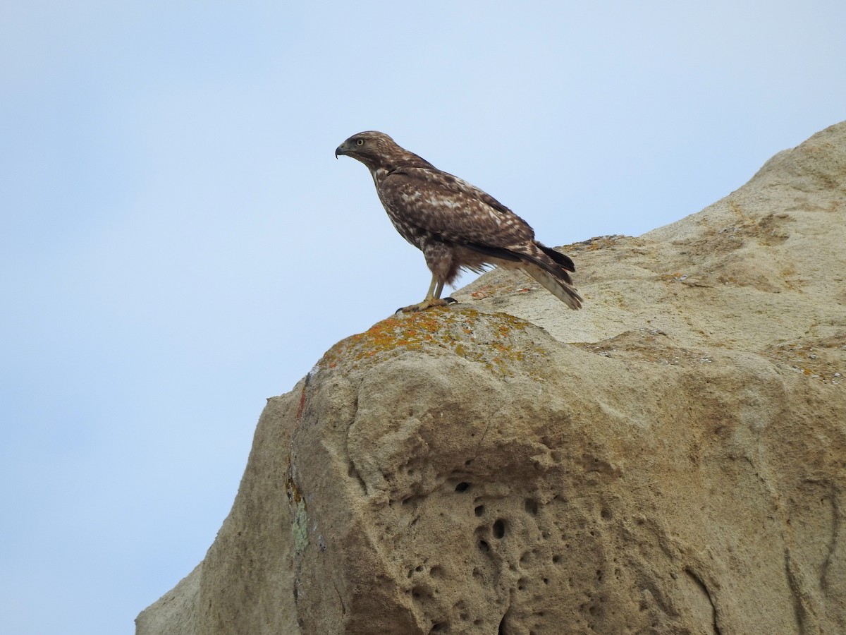 Red-tailed Hawk - ML97343651
