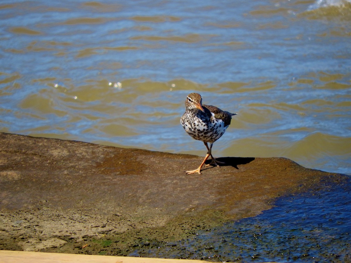 Spotted Sandpiper - ML97343941