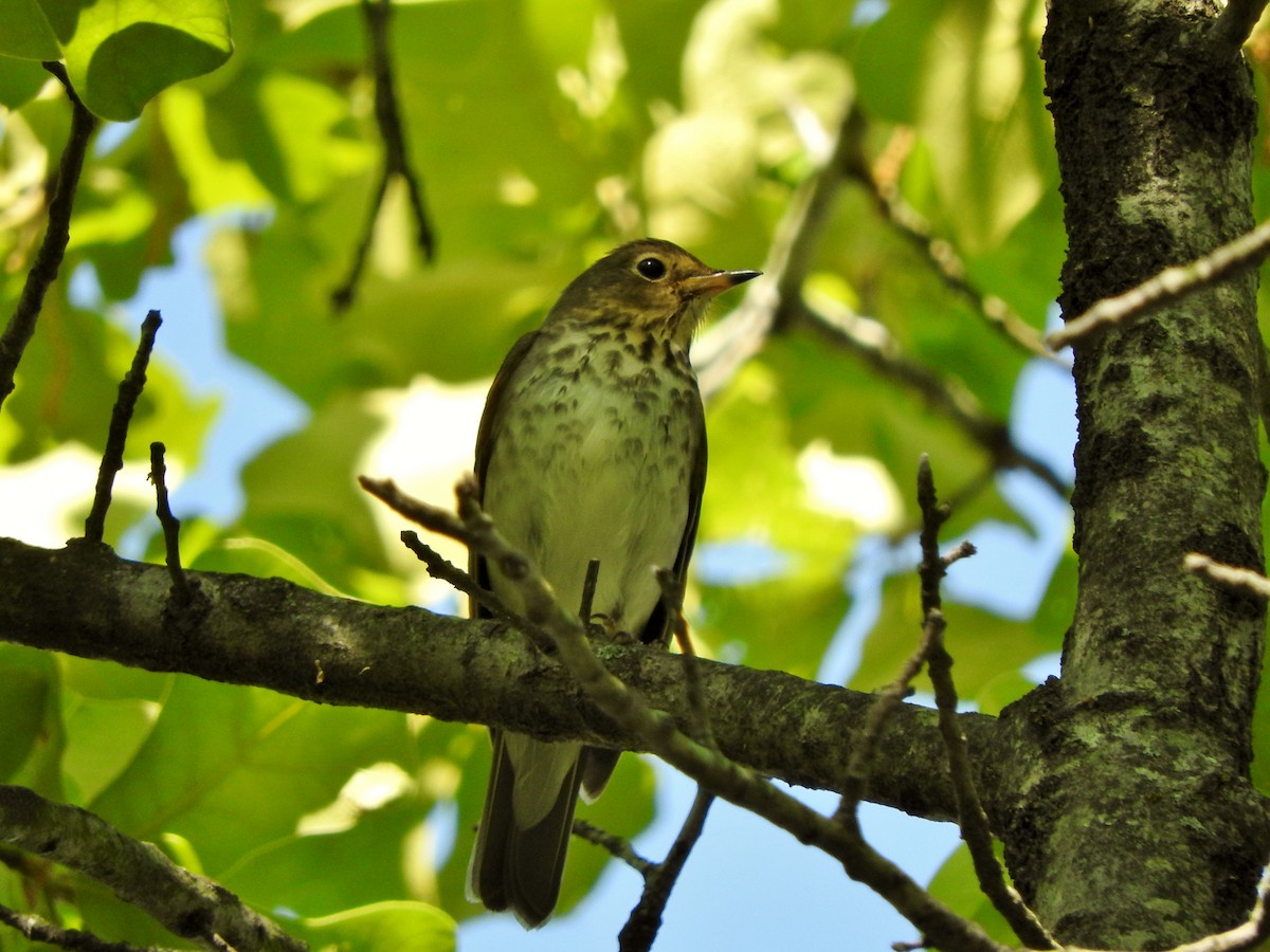 Swainson's Thrush - ML97344531