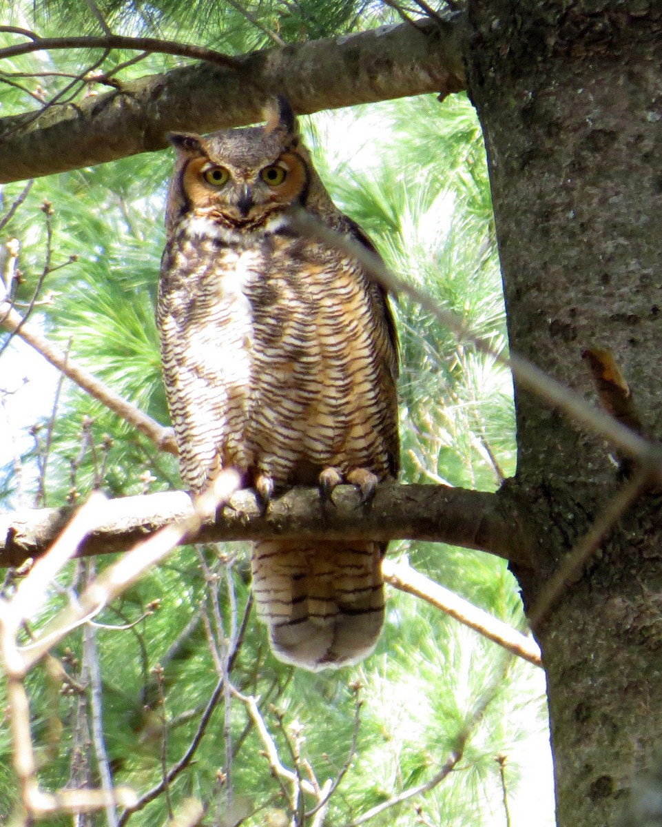 Great Horned Owl - Pam Campbell