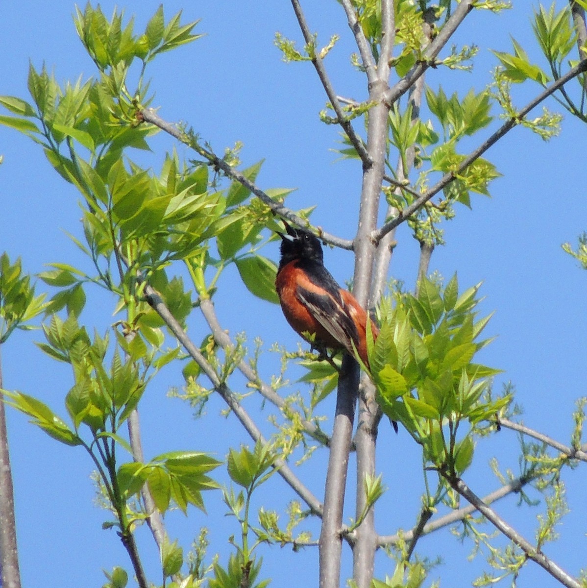 Orchard Oriole - ML97344871