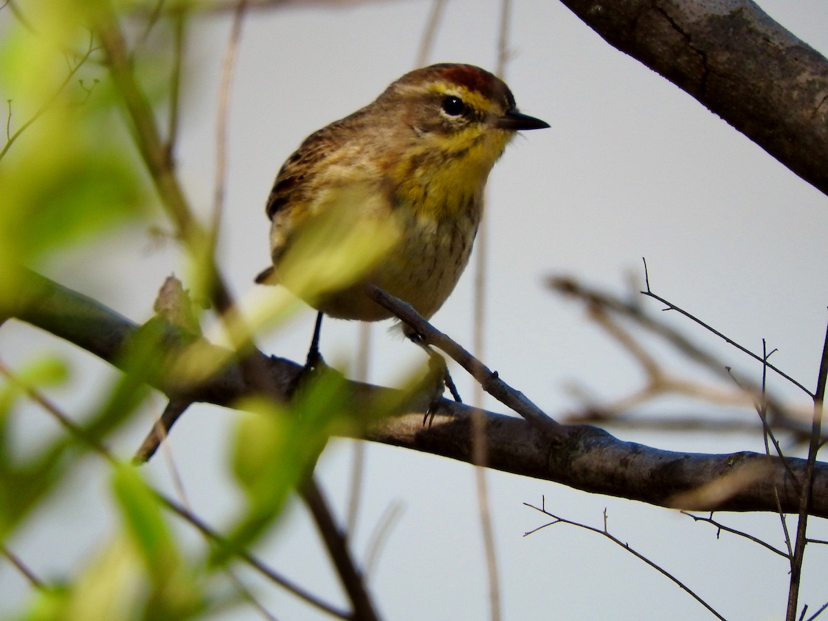 Palm Warbler - ML97345471