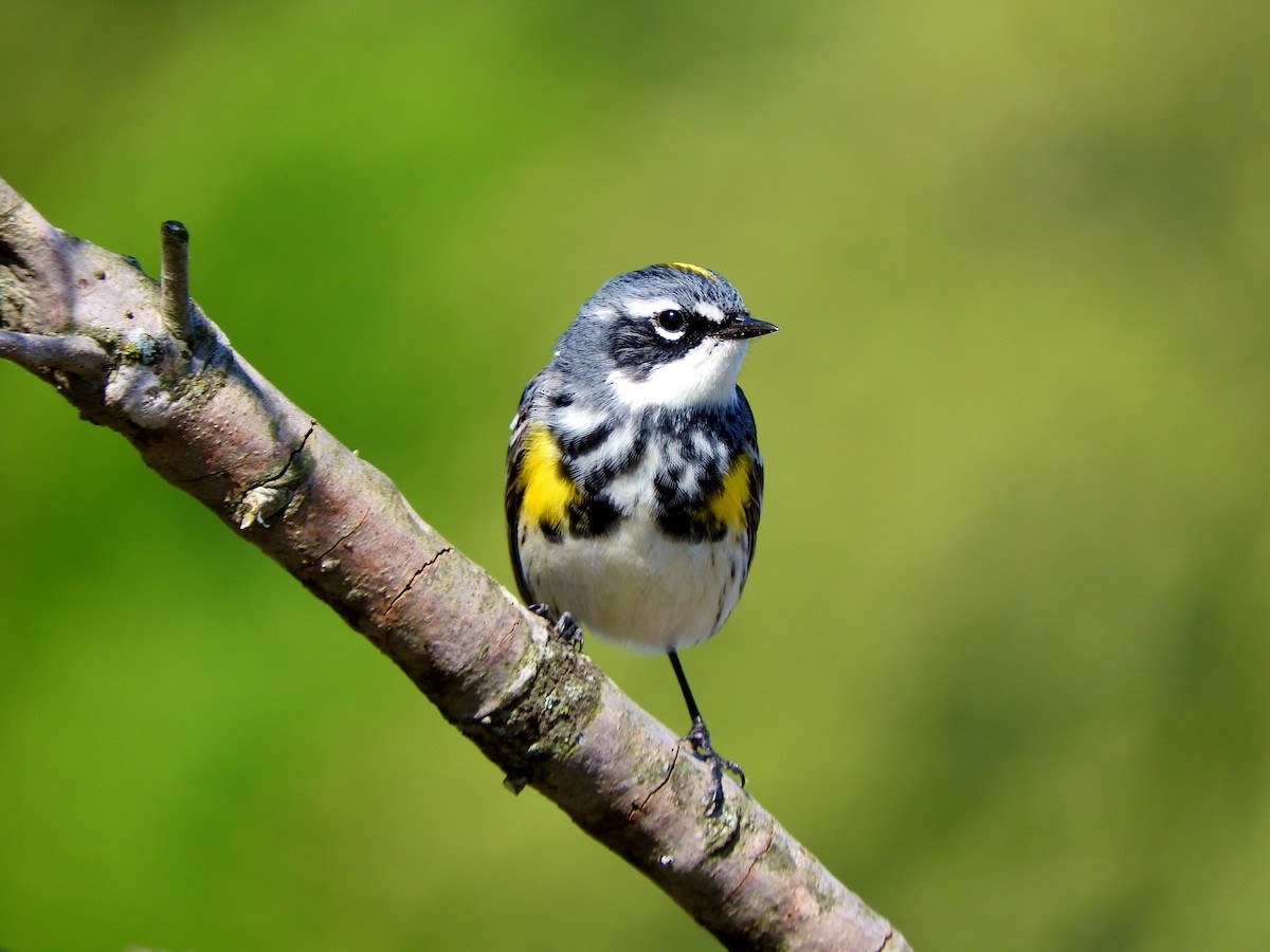 Yellow-rumped Warbler - ML97345591