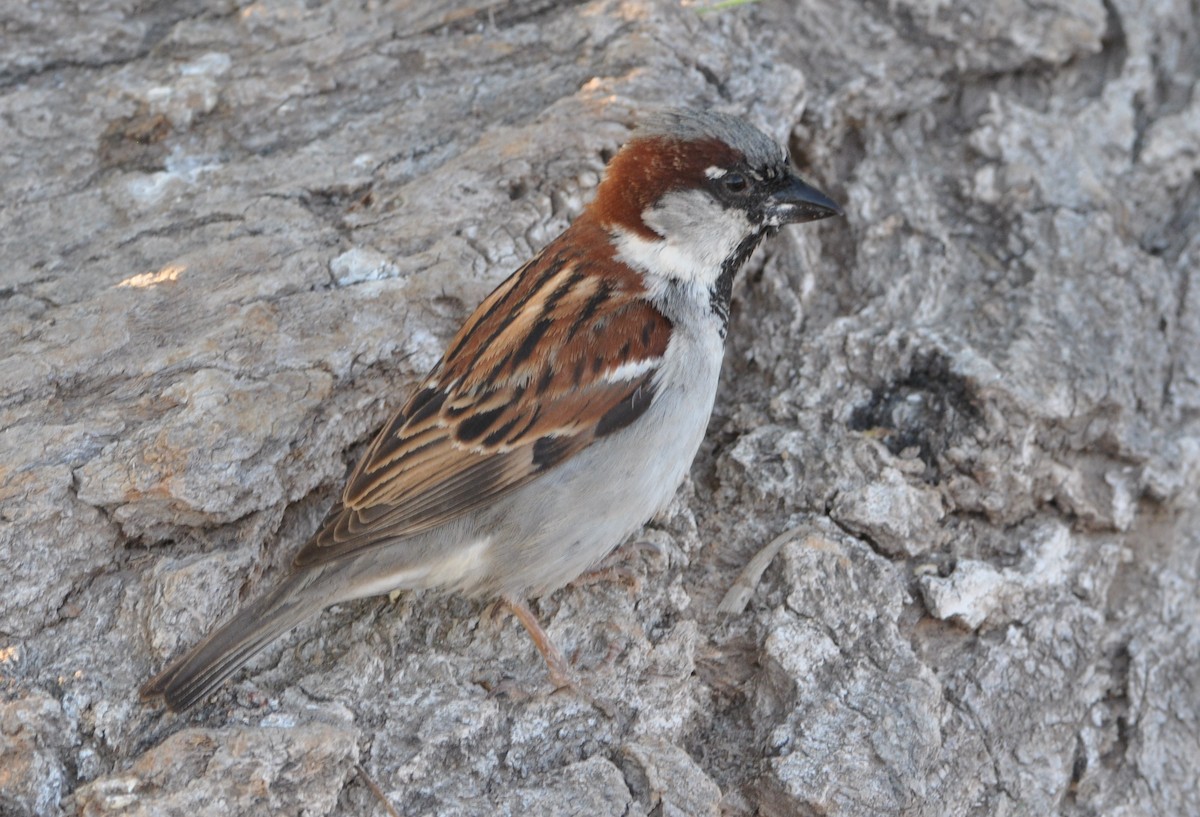 Moineau domestique - ML97348991