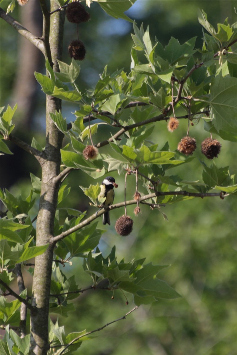 Great Tit - ML97351011