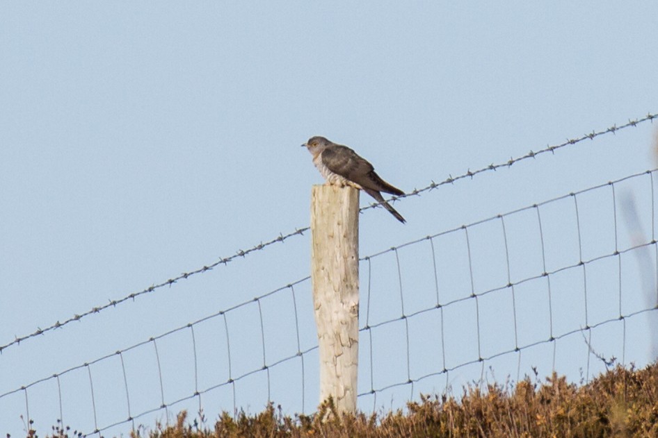 Common Cuckoo - ML97351091