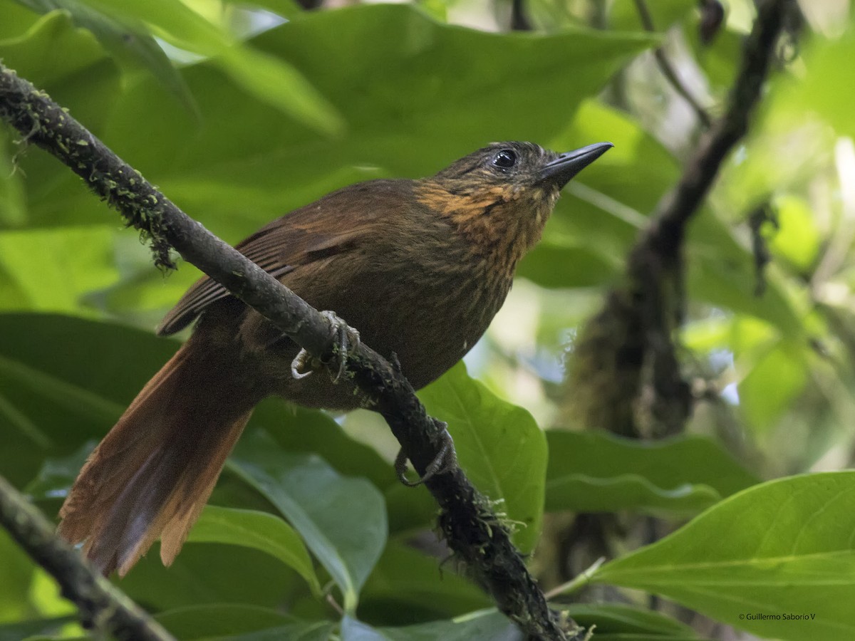 Streak-breasted Treehunter - ML97351161