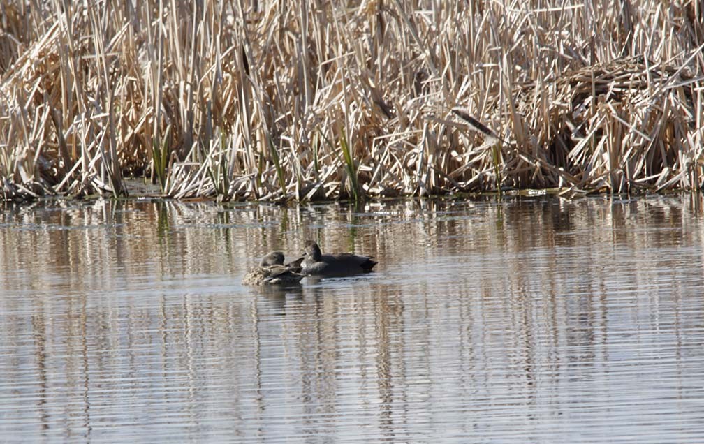 Gadwall - ML97352711