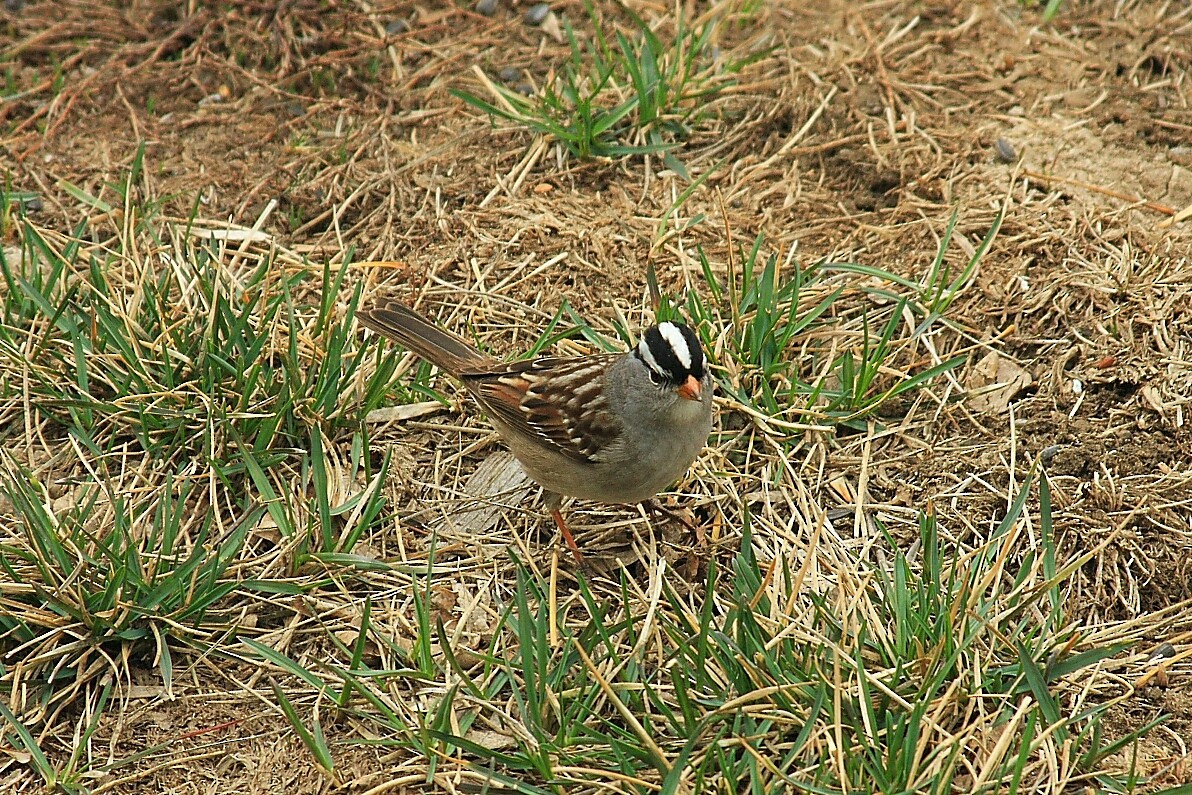 Bruant à couronne blanche - ML97353591