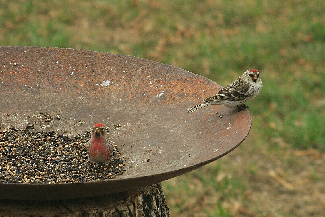 Common Redpoll - Ryan Williamson