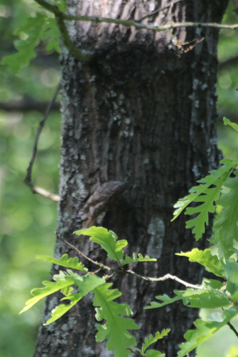 Eurasian/Short-toed Treecreeper - ML97354991