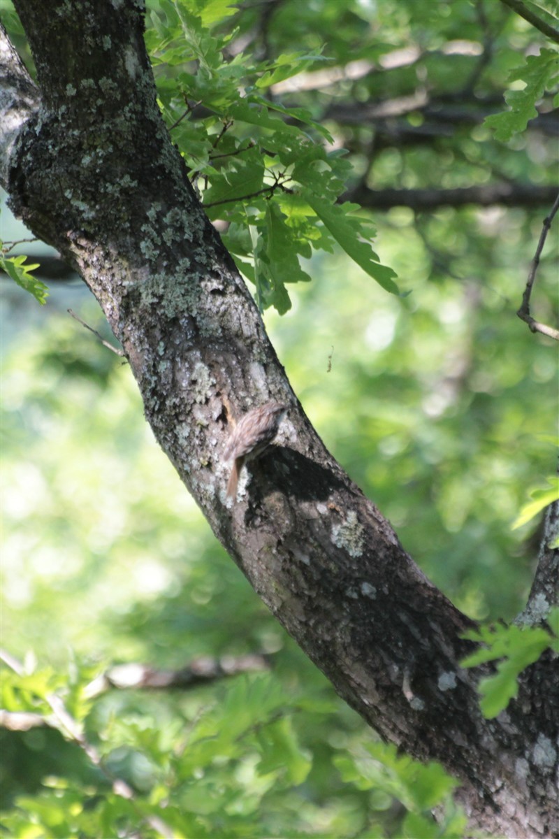 Eurasian/Short-toed Treecreeper - ML97355021