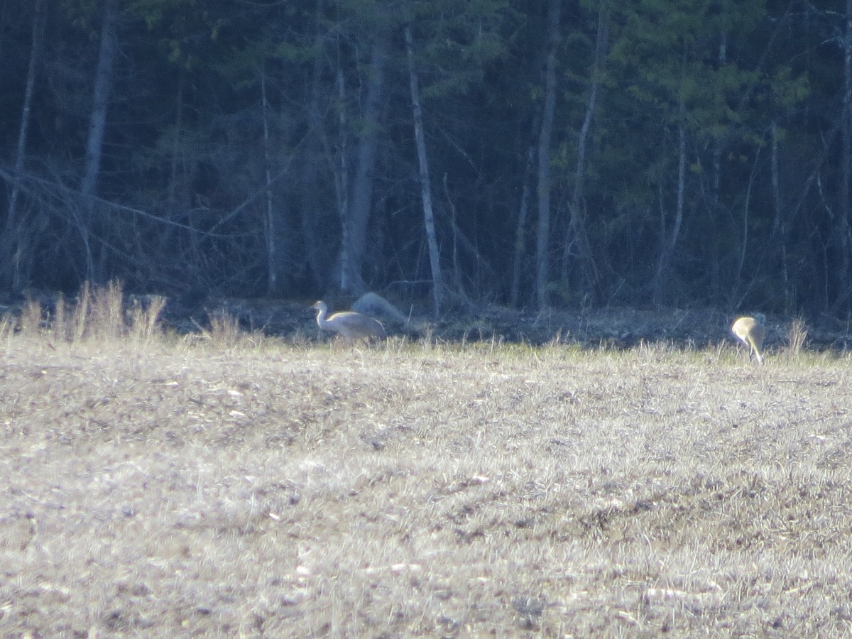 Sandhill Crane - ML97355781