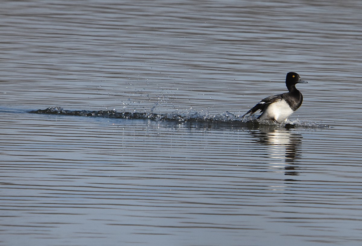 Lesser Scaup - ML97356661