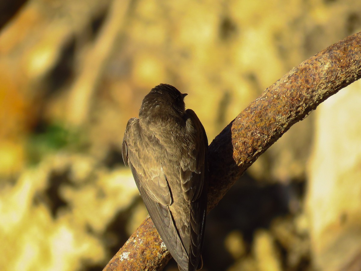 Northern Rough-winged Swallow - ML97357111