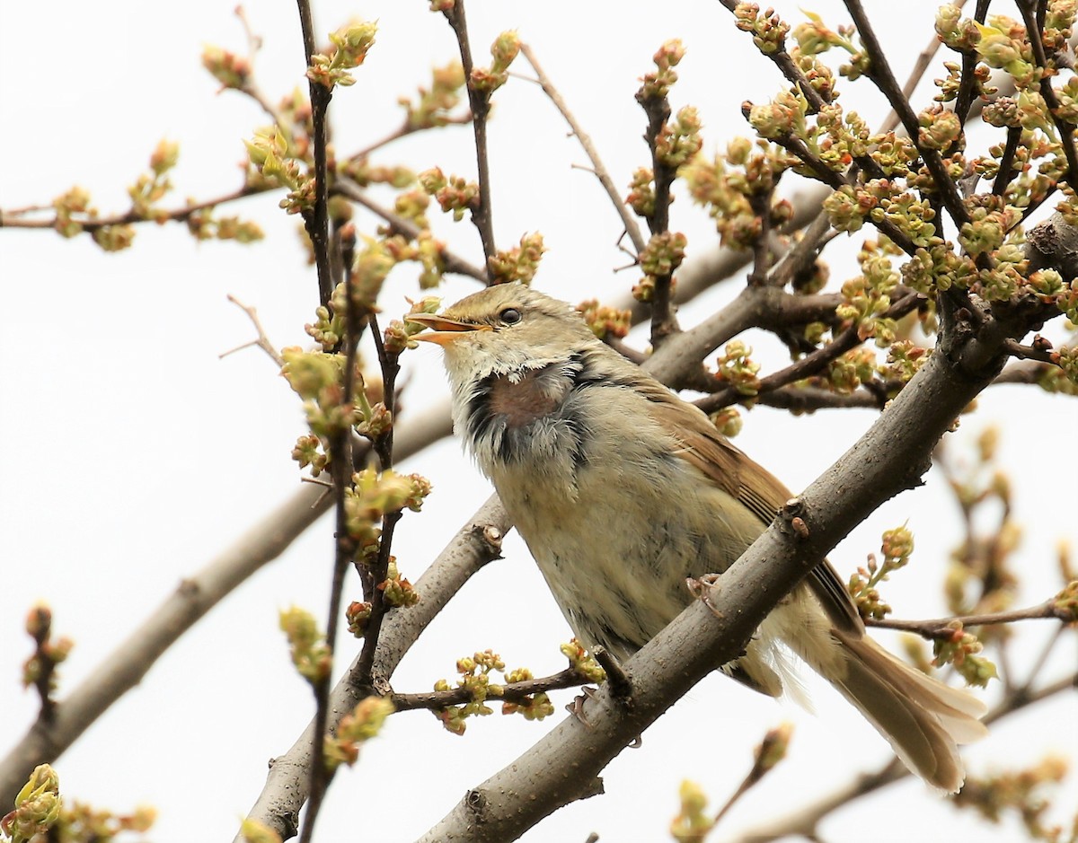 Japanese Bush Warbler - ML97357781