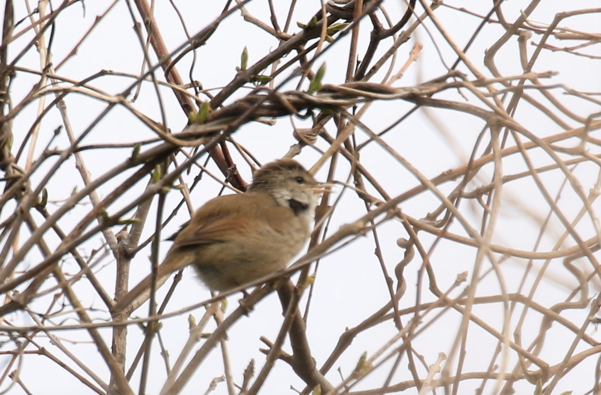 Manchurian Bush Warbler - Todd Hull