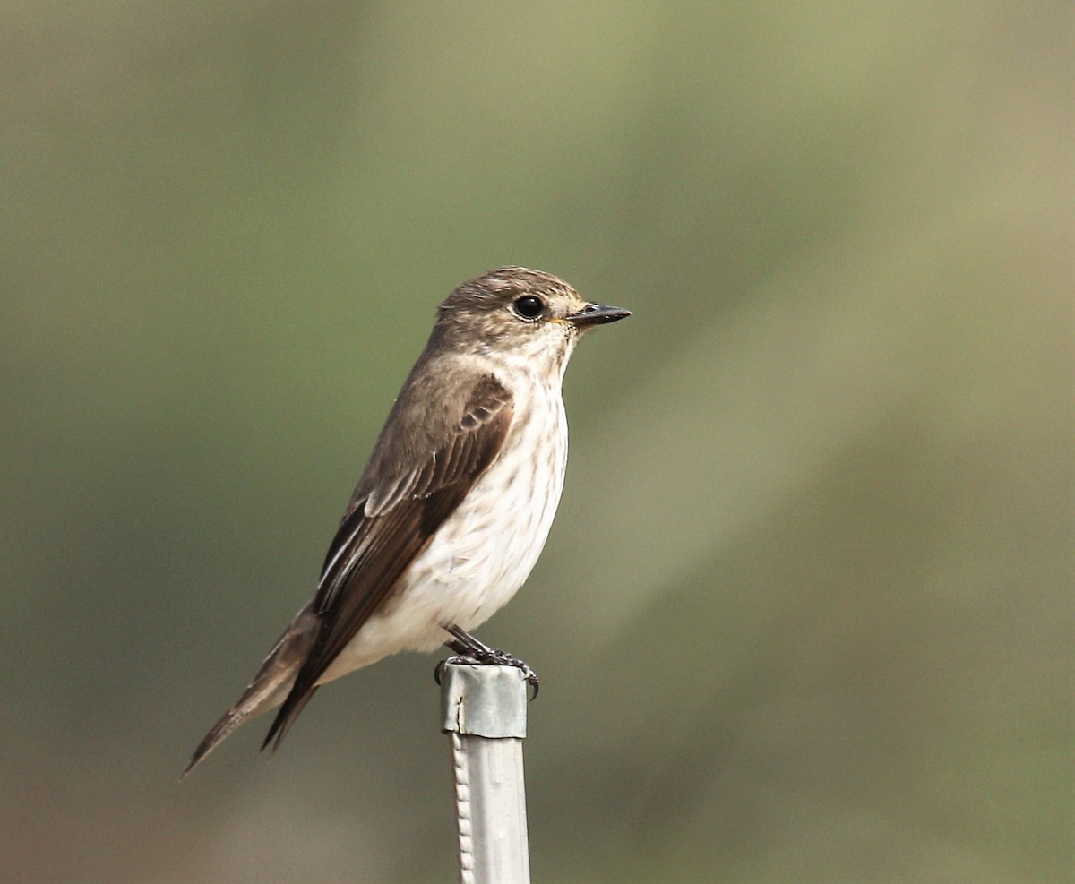 Gray-streaked Flycatcher - ML97358171