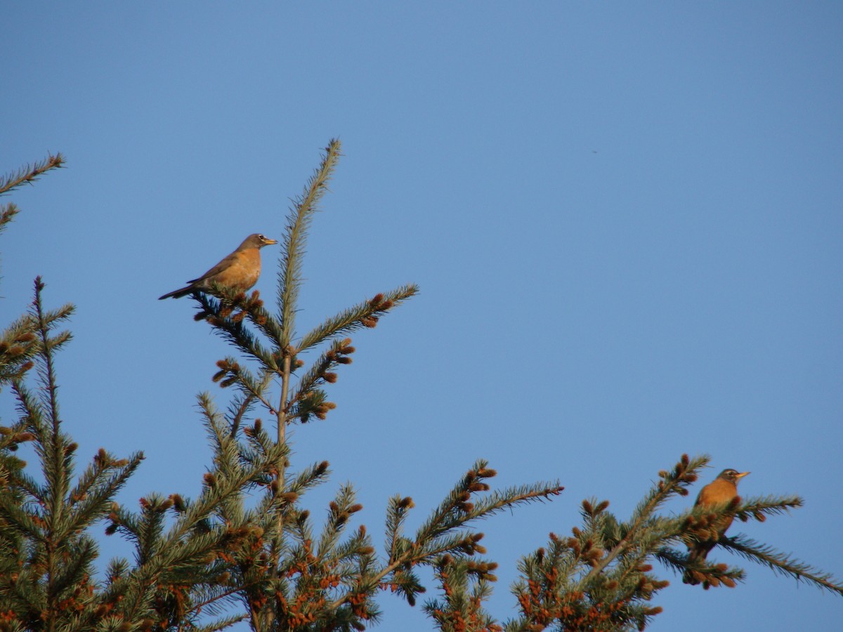 American Robin - ML97358251