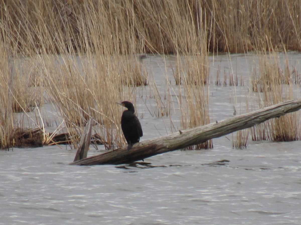 Double-crested Cormorant - ML97358391