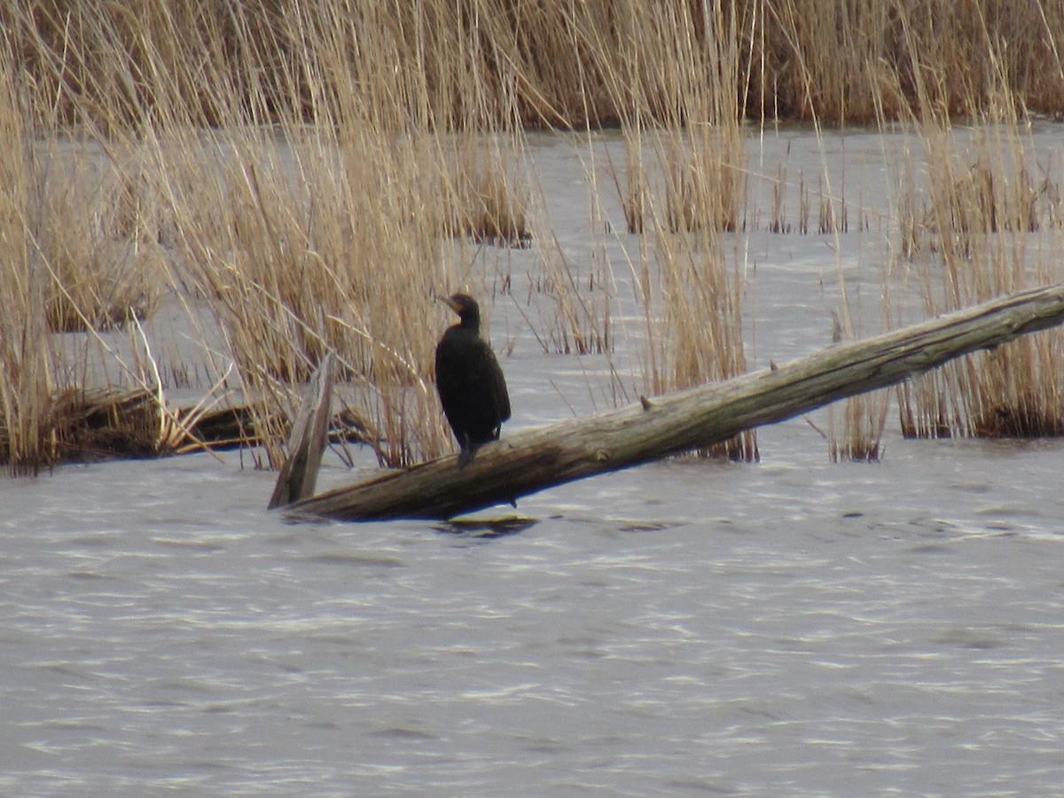 Double-crested Cormorant - ML97358401