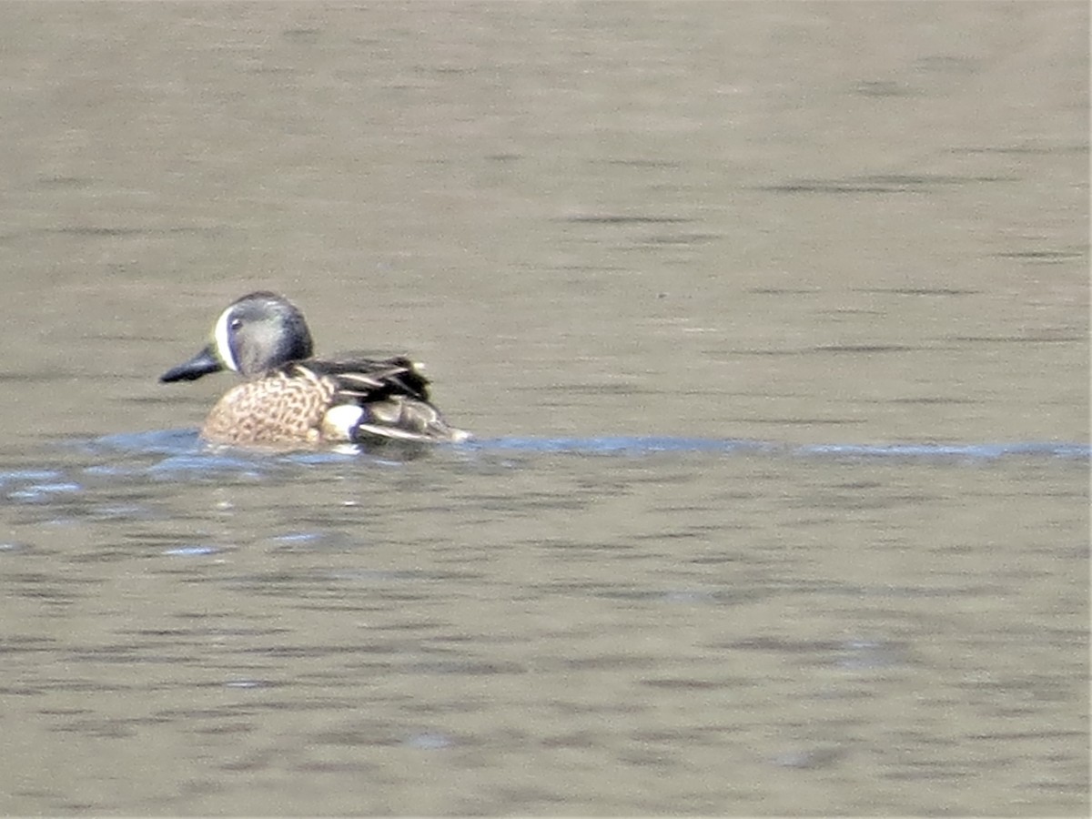 Blue-winged Teal - ML97359321