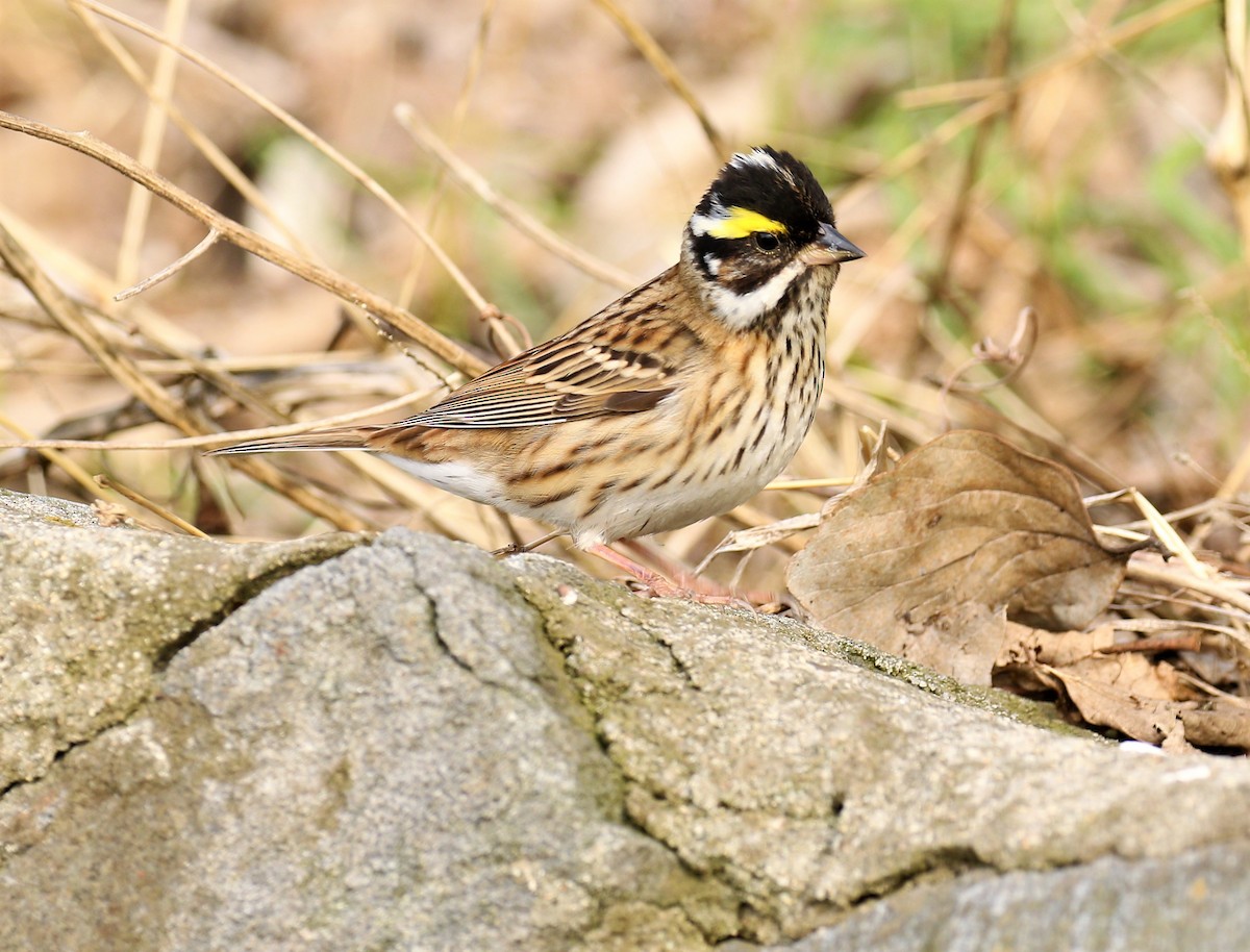 Yellow-browed Bunting - Todd Hull