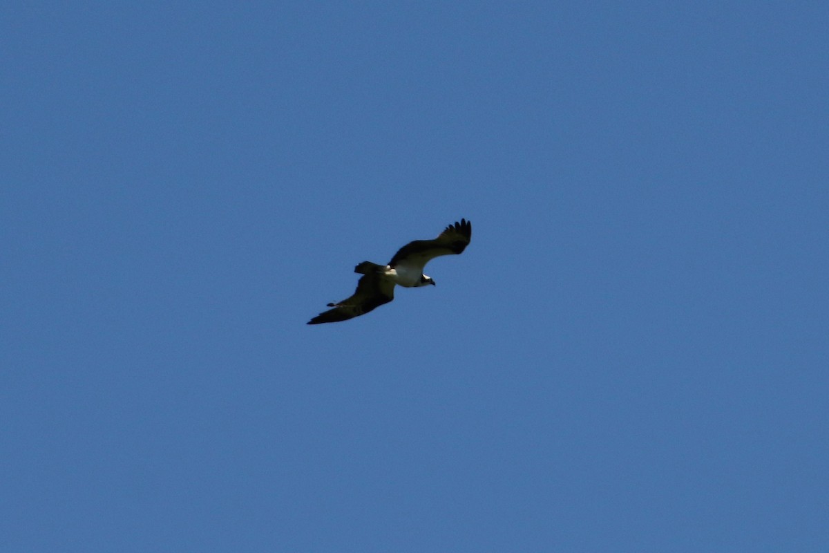 Osprey - ML97361691