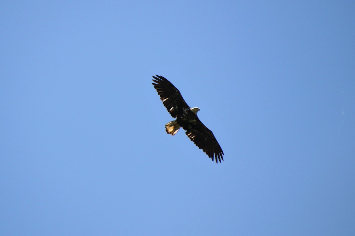 Bald Eagle - ML97361901