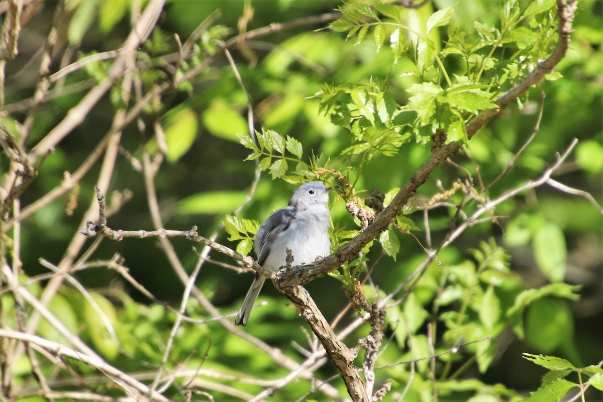 Blue-gray Gnatcatcher - ML97362131