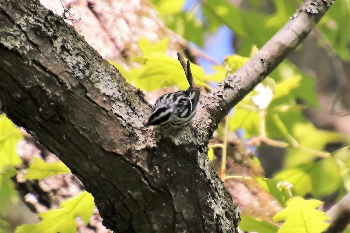 Black-and-white Warbler - ML97362261