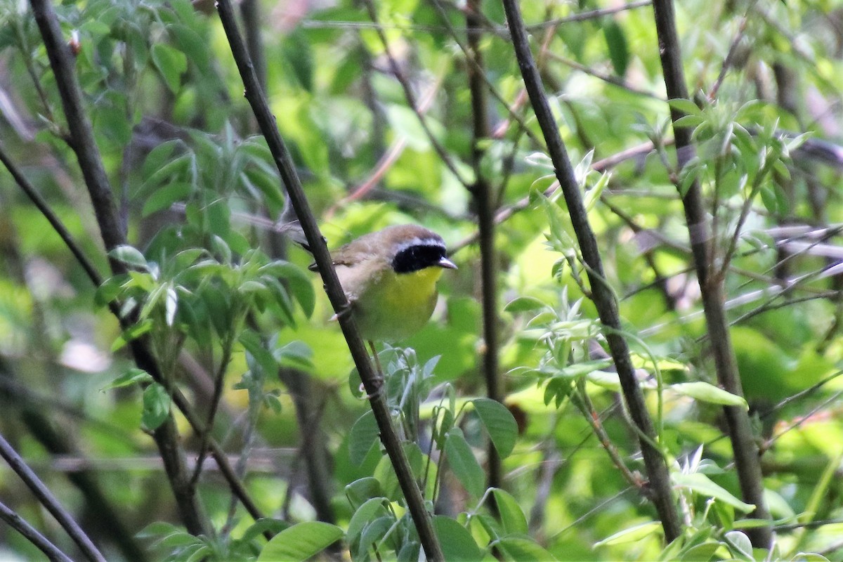 Common Yellowthroat - ML97362341